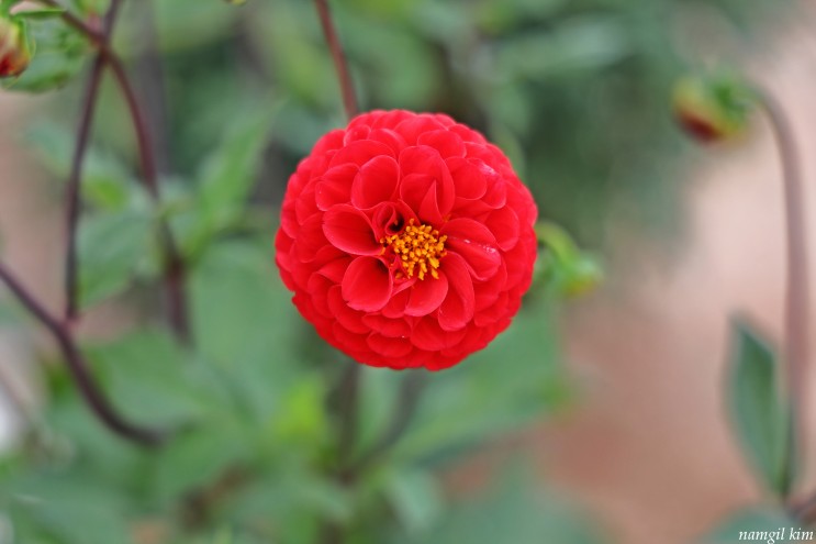 빨간색 여름꽃, 다알리아