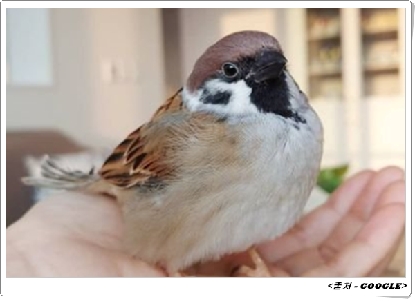 참새 이미지