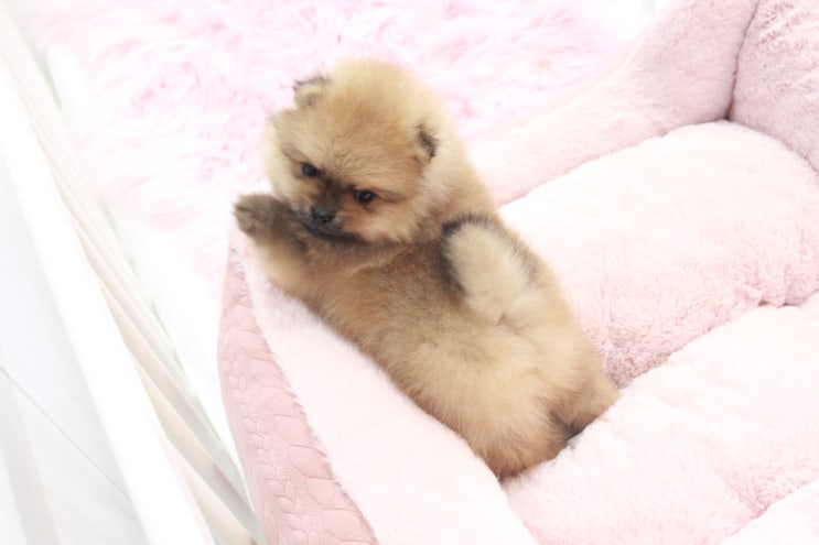  애교쟁이 용인포메라니안분양 푹빠졌어요