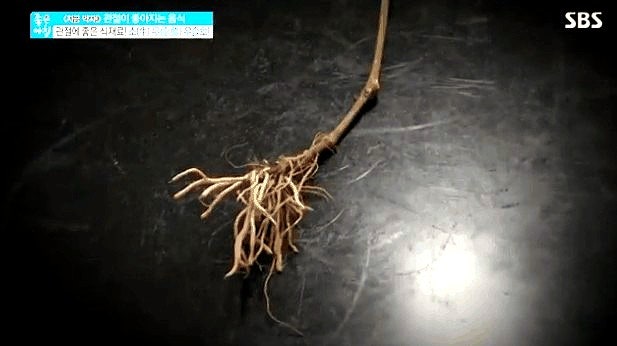 쇠무릎효능 무릎 관절 연골재생 우술뿌리 우슬차 닭발 먹는법 : 네이버 블로그