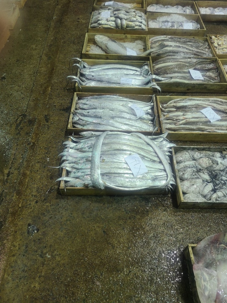  목포수산물위판장 먹갈치 가격 병어 가격 민어가격