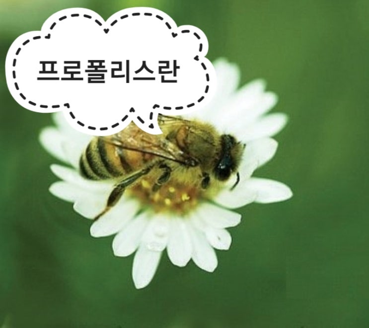  프로폴리스란? / 프로폴리스 기능 및 효능