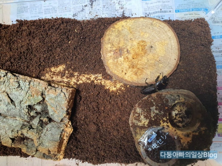 사슴벌레 키우기(3) - 산란세팅, 산란목, 산란통 사슴벌레 키우기(3) - 산란세팅, 산란목, 산란통