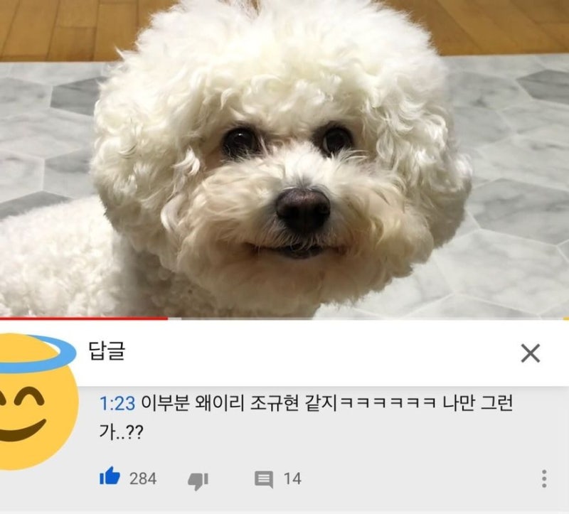 규현 강아지