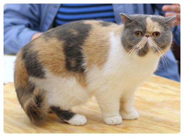 엑죠틱 고양이 (특징,성격, 집사와의 궁합)알아보기