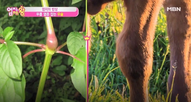 우슬 뿌리 효능 우슬묵 먹는방법 부작용 : 네이버 블로그