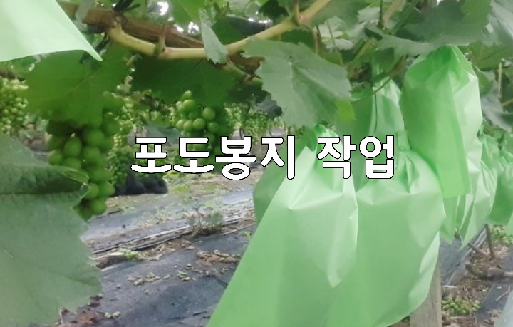  2020년7월15일 봉투 씌우기