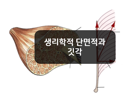  근육의 구조방식 - 생리학적 단면적, 깃각