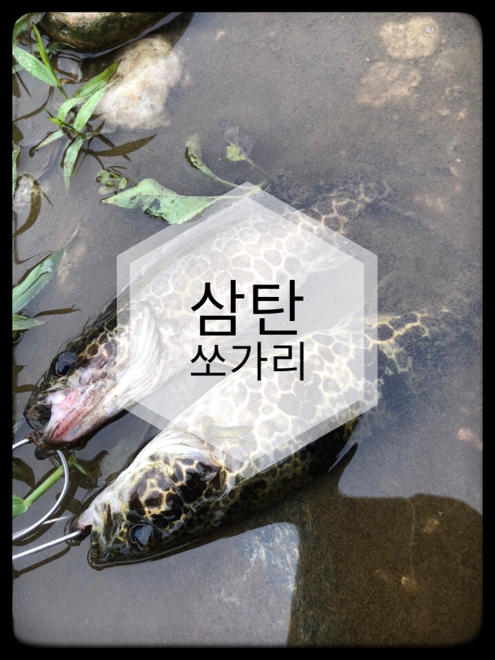 [충북]삼탄쏘가리 낚시!!(feat.밤당,라순)