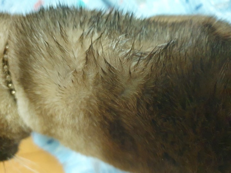  울지마마이펫 강아지 고양이 목욕 산책후 워터리스 샴푸