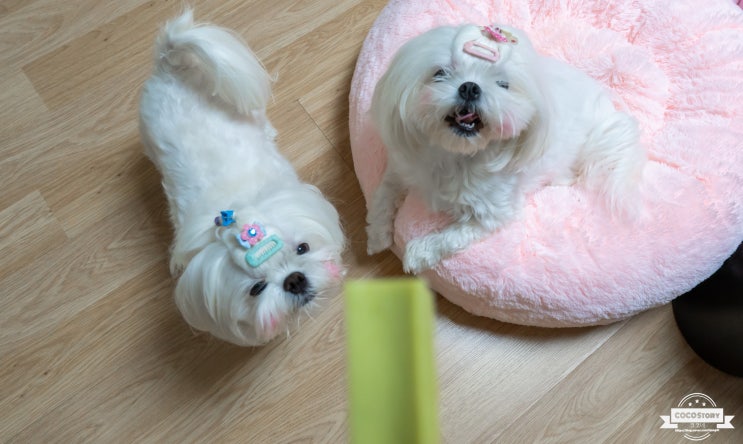  강아지수제간식 쇼핑몰! 바르다펫 수제간식~ 울 댕댕이가 너무 좋아해~