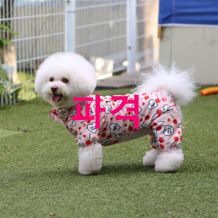 오늘 찬스핫템 이츠독 판쵸 반려견 올인원 우비! 총정리 했어요~