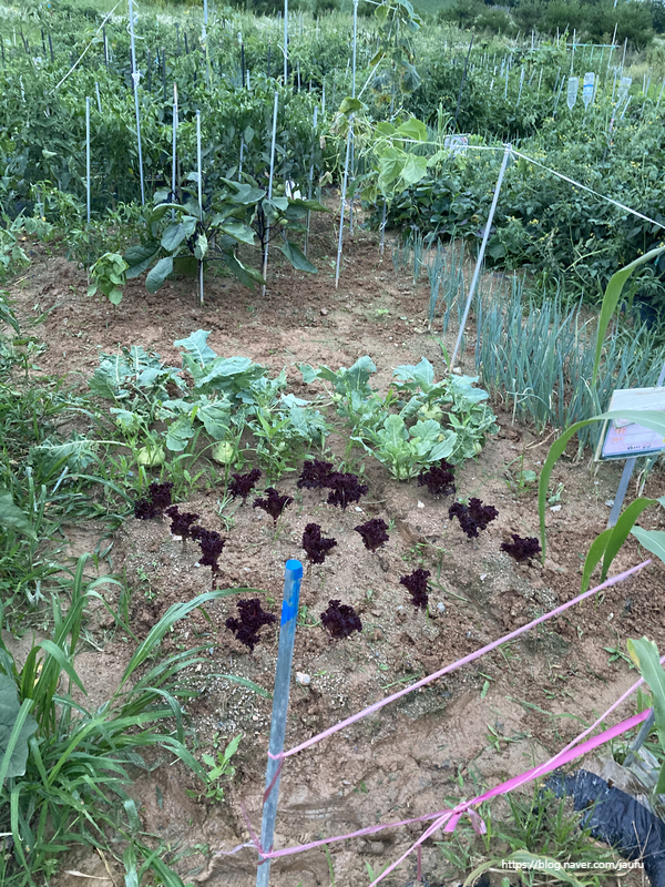 완주군 시민텃밭 주말농장 , 장마 후 잡초 뽑기