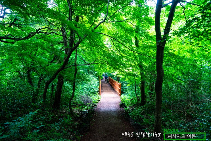  천년숲 "비자림" [제주도 한달살기 숙소 씨사이드 이든 추천]