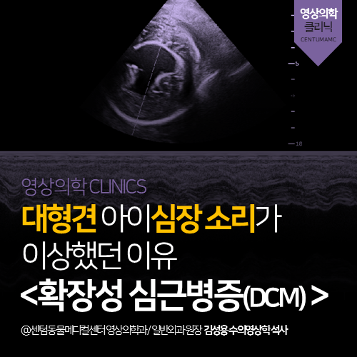  [심장전문진료] 강아지 확장성 심근병증(DCM) (대형견 심장병 초음파 검사)