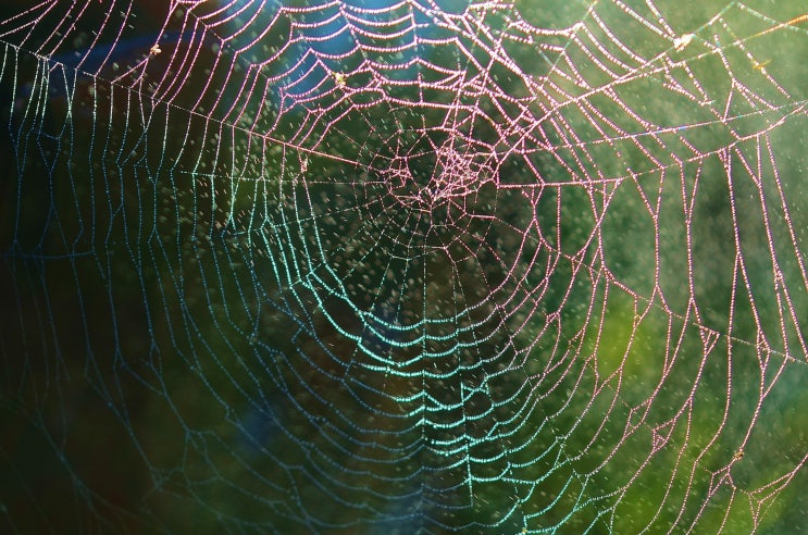 거미 퇴치법, 집 거미 생기는 이유와 특징