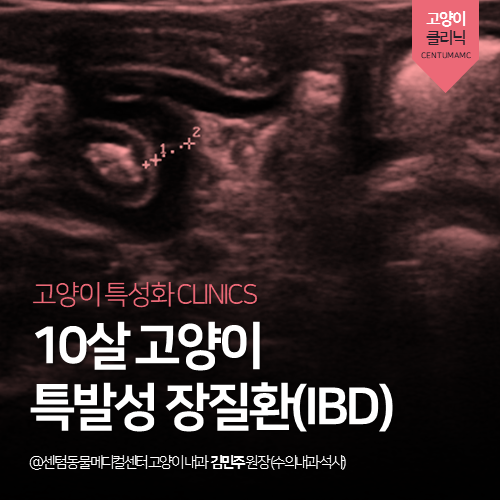  [고양이전문진료] 고양이 특발성 장질환 (IBD) (지속적인 구토)