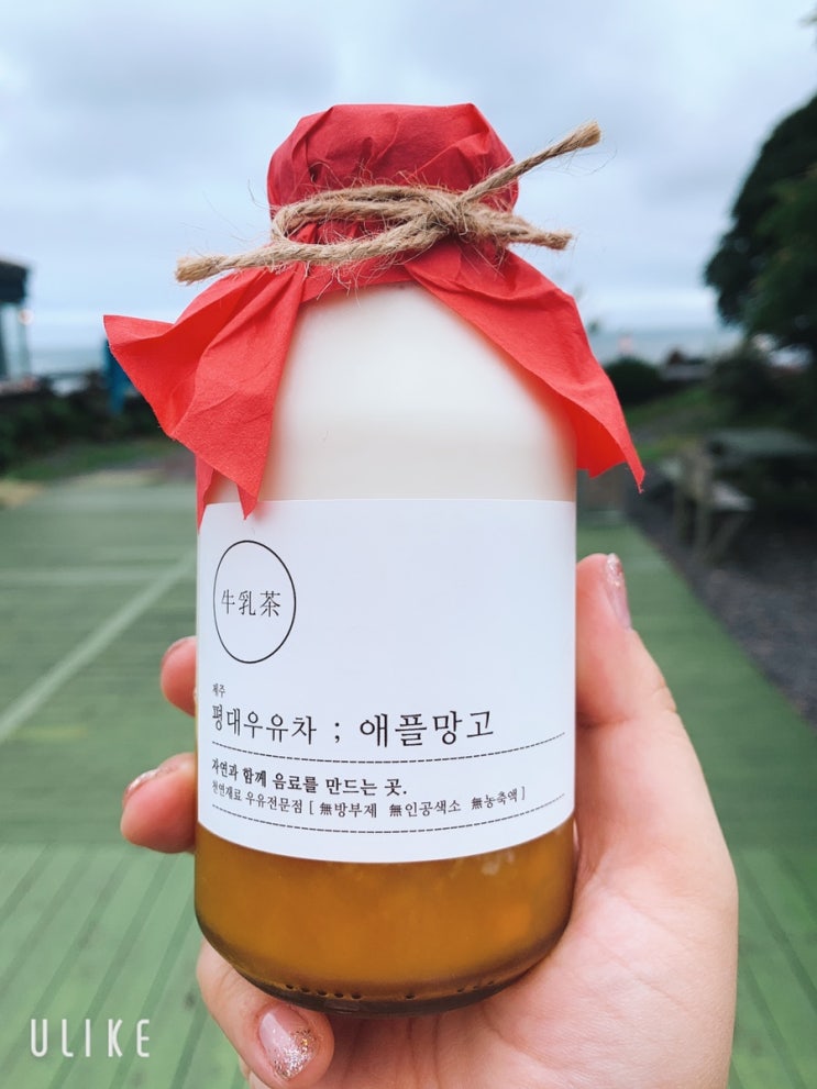  [ 제주도/ 평대리구좌읍 ] 도르멍쉼팡/ 평대우유차(애플망고) 제주도예쁜소품샵