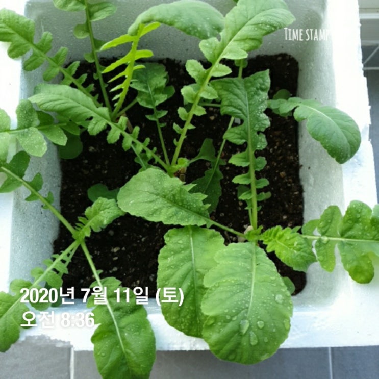  베란다에서 새싹채소 무순을 무우로  키우기 도전 결과 feat 우리나라 종자씨 로열티