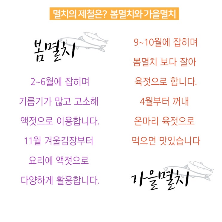  멸치의 제철은? 봄멸치vs가을멸치