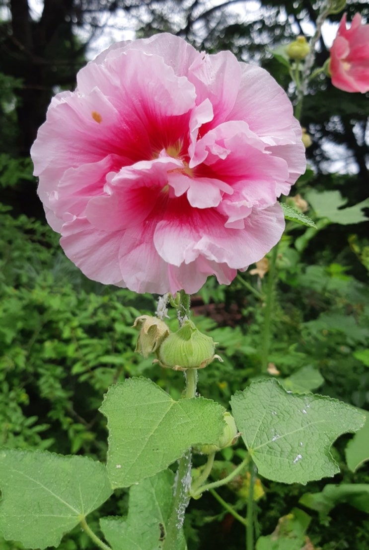 7월에 생각나는시 내려놓기 (정연복)