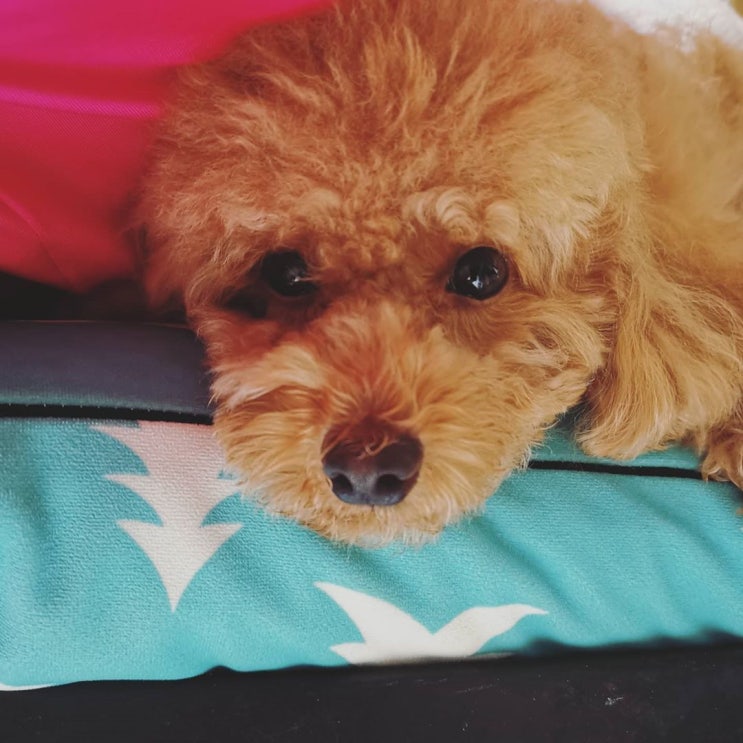  강아지 물똥 2주간의 회복과정