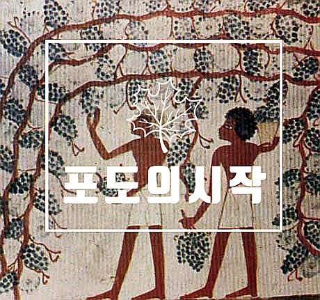  포도재배의 역사