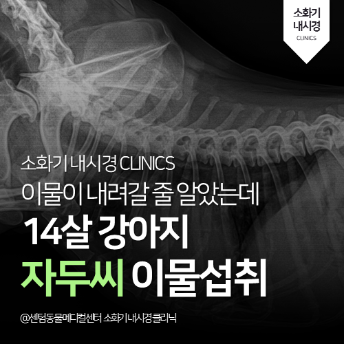  [내시경전문] 강아지 자두씨 이물섭취 (응급 시술 동물병원)