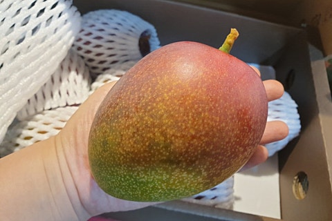 오늘청과2 이미지
