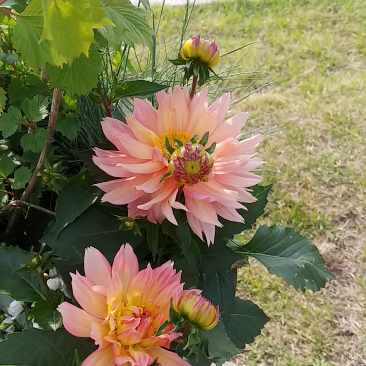  마곡 마곡나루 보타닉공원 서울식물원 근교 야외 공원 피크닉 나들이 야경 코트야드