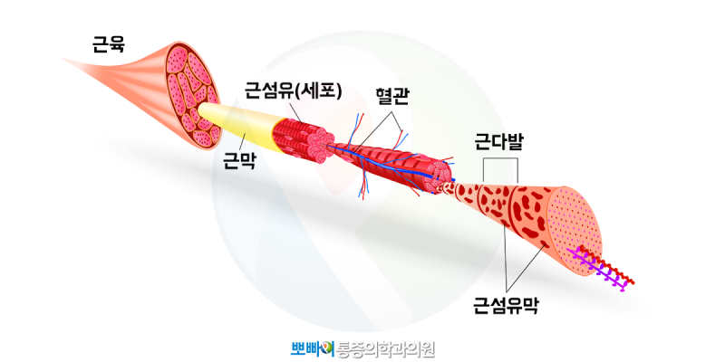 폼롤러 운동으로 부위 별 근막 스트레칭! : 네이버 블로그