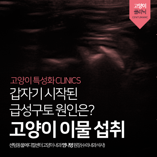  [고양이전문진료] 고양이 이물 섭취 (급성구토, 개복수술)