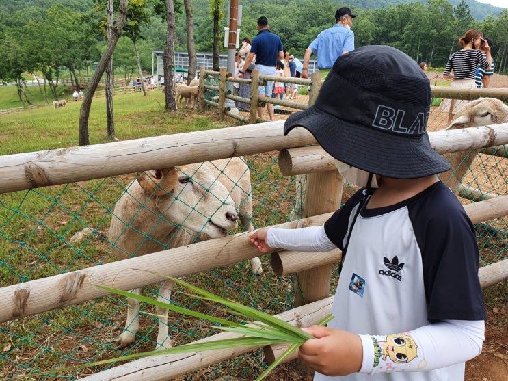 거제 양떼목장&lt;숲소리공원&gt; 거제에서도 양볼수 있다!! 남해야 미안~