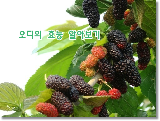  뽕나무 열매 오디의 효능