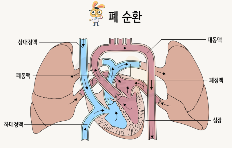 강아지 폐동맥 고혈압이란?(feat. 원인과 증상 및 실데나필)
