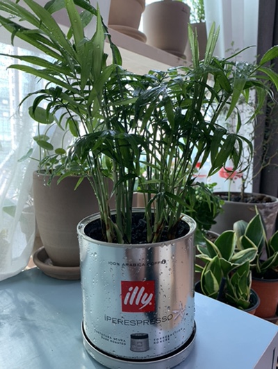  일리(illy)화분 - 테이블야자 심기