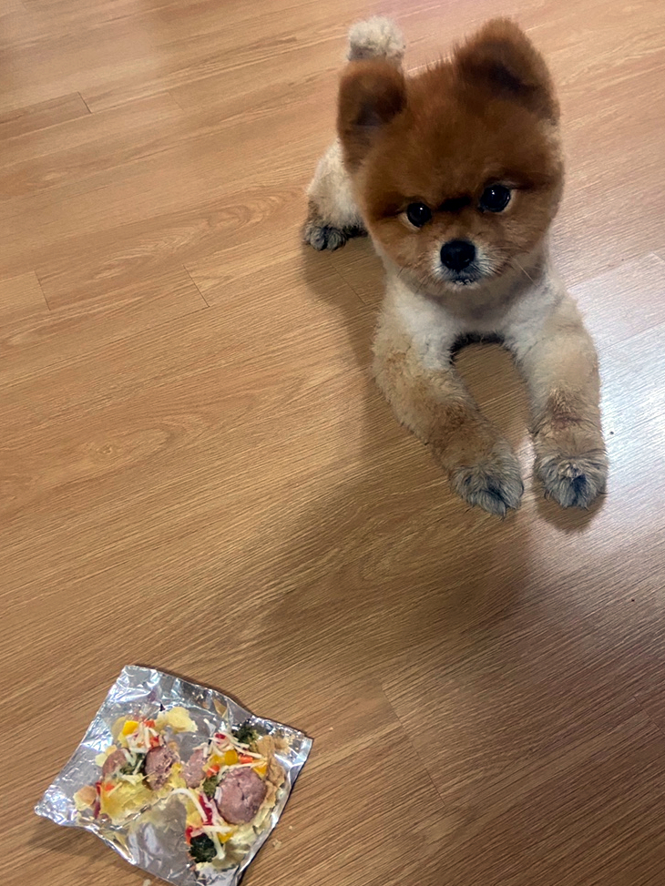  애견수제간식 콩콩상점 강아지간식 오리볼케이크 통메추리 추천