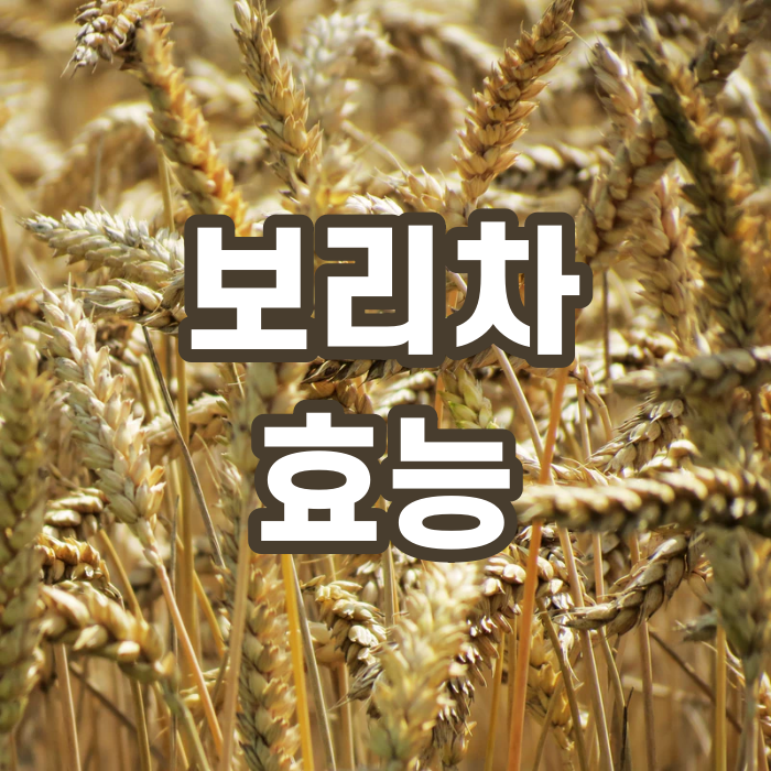  보리차 효능 이거 정말 사실이야?(+만드는 법)