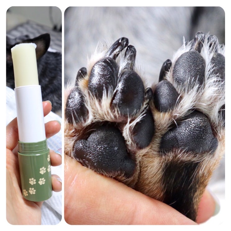  [마라피키 강아지발밤] 강아지발바닥 보습제로 촉촉하게 관리 중 ^^