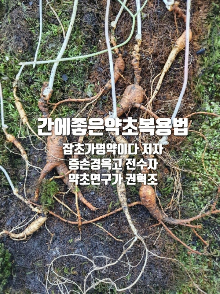  간에 좋은 약초 복용법