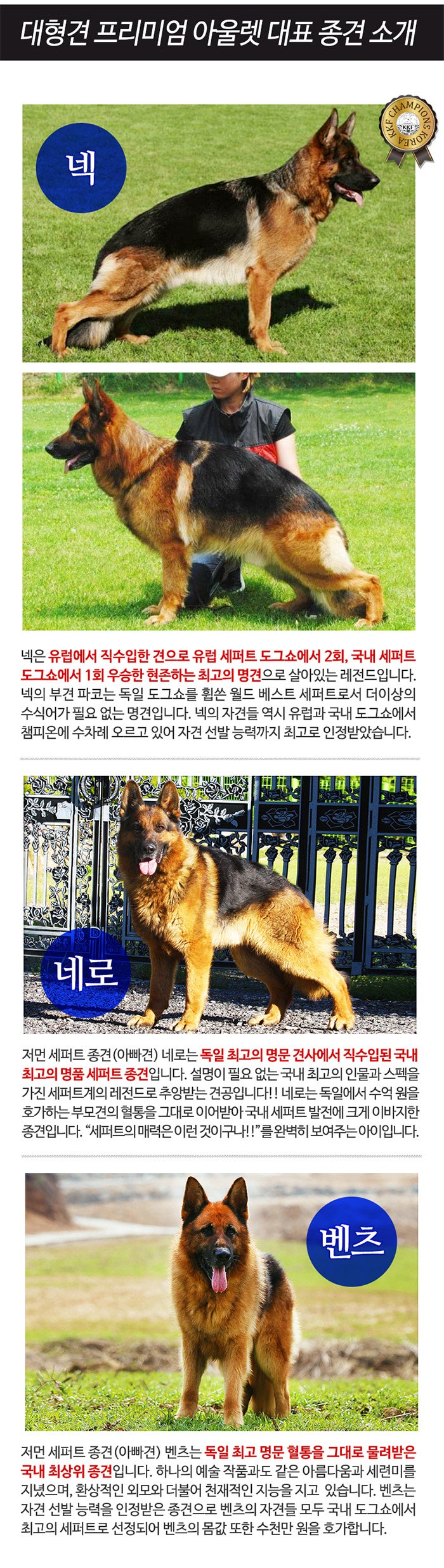 저먼 셰퍼드 분양 사랑스러운 아기 : 네이버 블로그, image size:700x2473