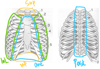  [뼈대계통 - 골학] 2. 가슴뼈 (Thorax)
