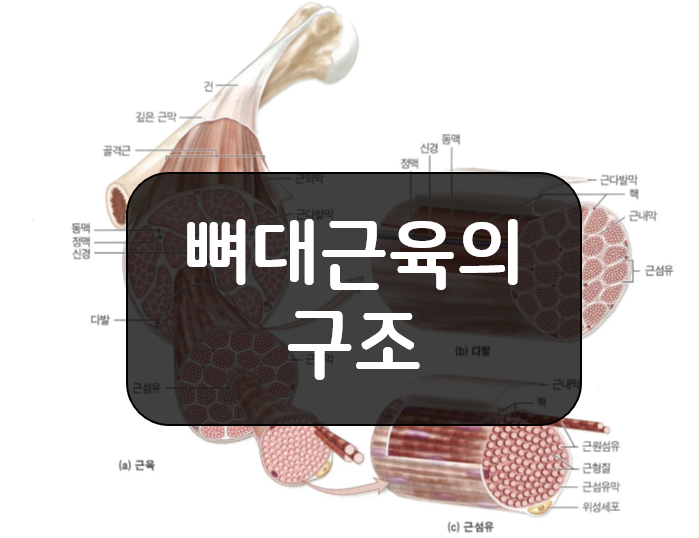  뼈대근육(골격근)과 결합조직의 구조