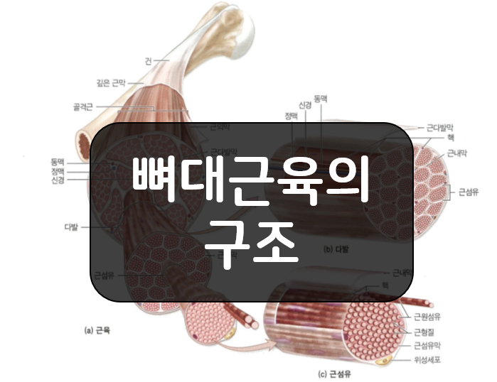 뼈대근육(골격근)과 결합조직의 구조