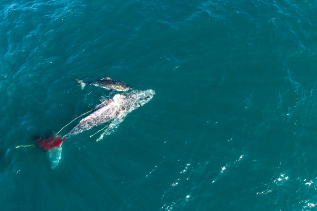 자신보다 큰 ‘10m 혹등고래’ 사냥하는 상어 최초 포착 (영상)