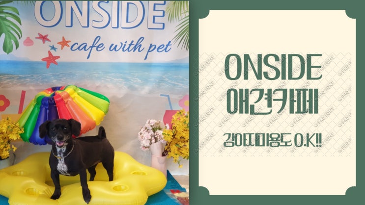 남양주 애견카페 On Side (온사이드)에서 강아지 미용하고 애견운동장에서 신나게 뛰뛰한 사월양 남양주 애견카페 On Side (온사이드)에서 강아지 미용하고 애견운동장에서 신나게 뛰뛰한 사월양