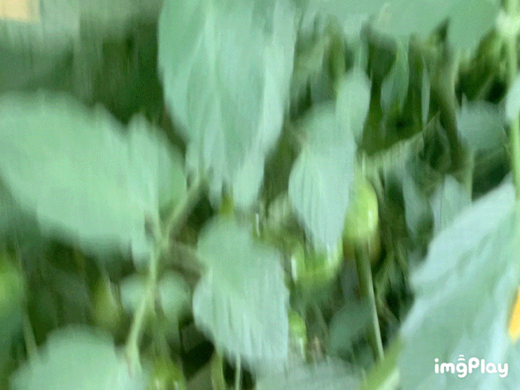  [농부일기4]방토대란은 없었다. 방울토마토 수확할 줄 알았어요. 다 시기가 있나봐요;;;; (feat 하뫼울)