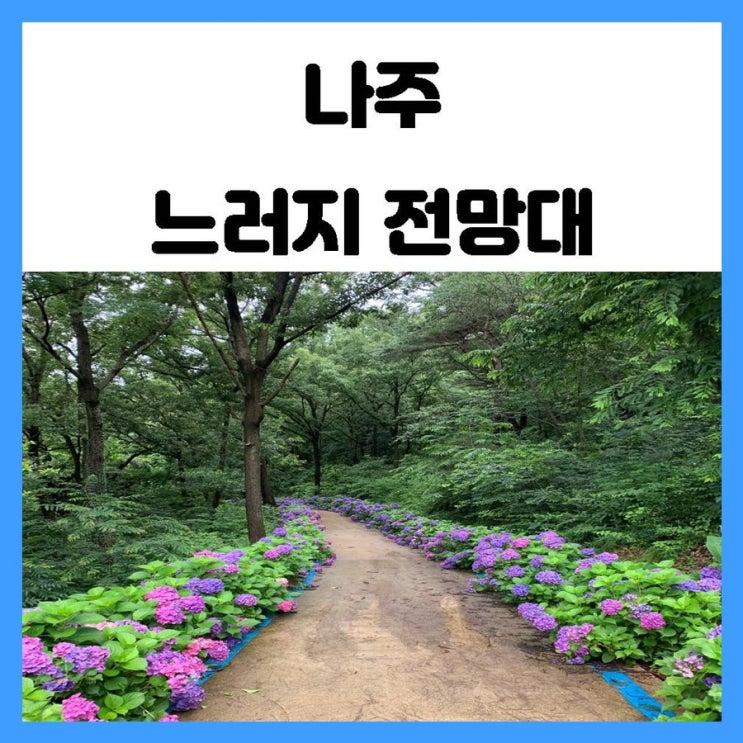 광주 근교 여행 나주 느러지 전망대 수국 산책로가 너무 좋아요