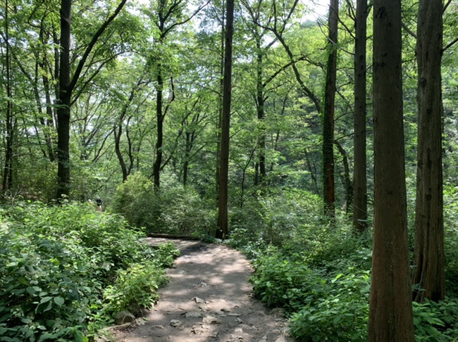  일상 | 초복에도 청계산 옥녀봉