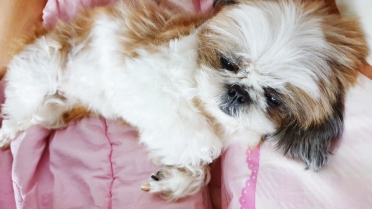  강아지탈장종양수술했어요